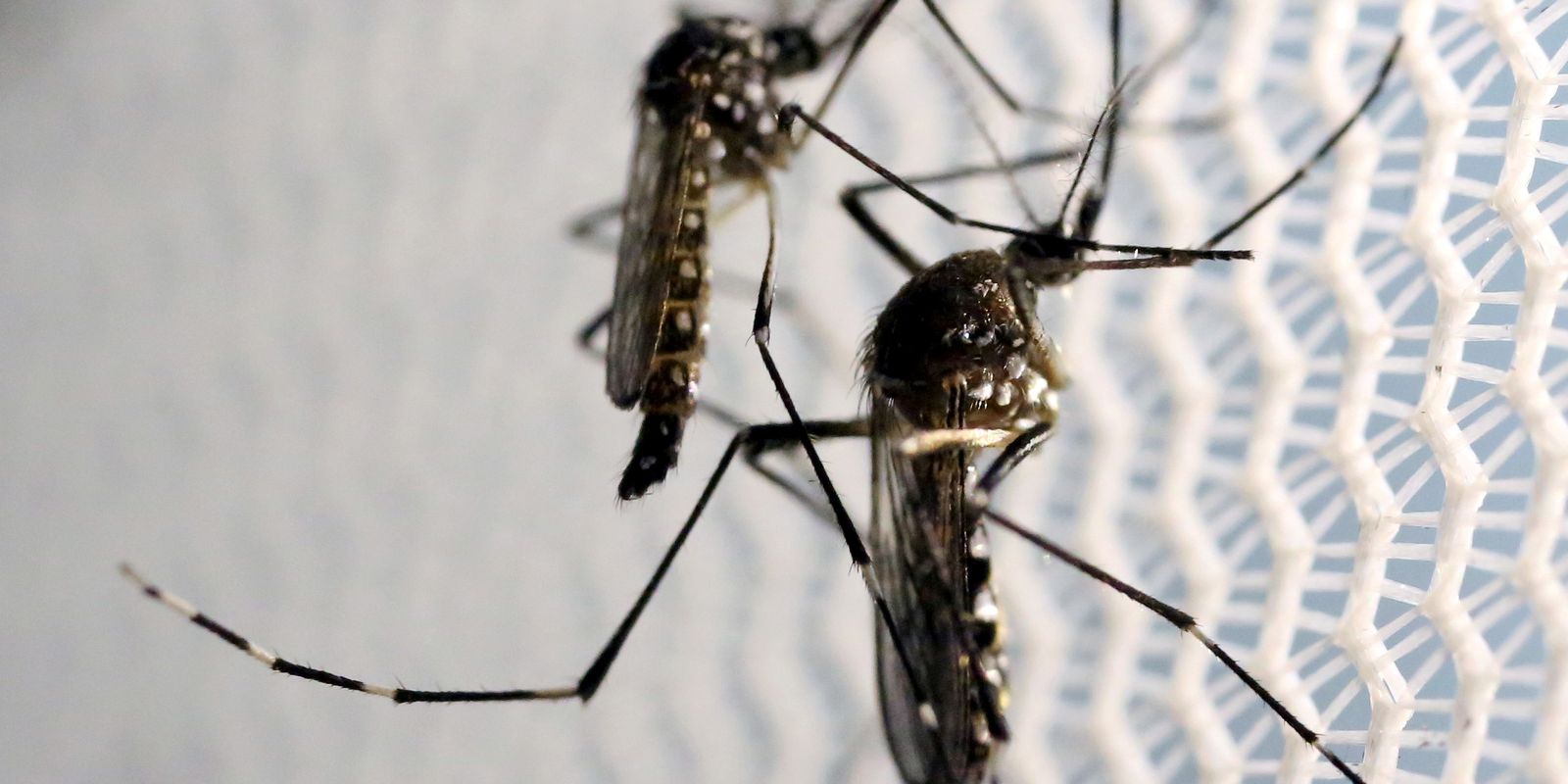 Estratégia contra Aedes com larvicida vira política nacional