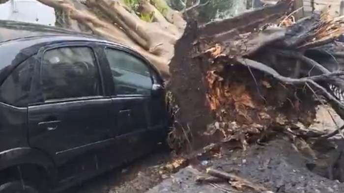 Temporal em São Paulo causa alagamentos, quedas de árvores e falta de energia